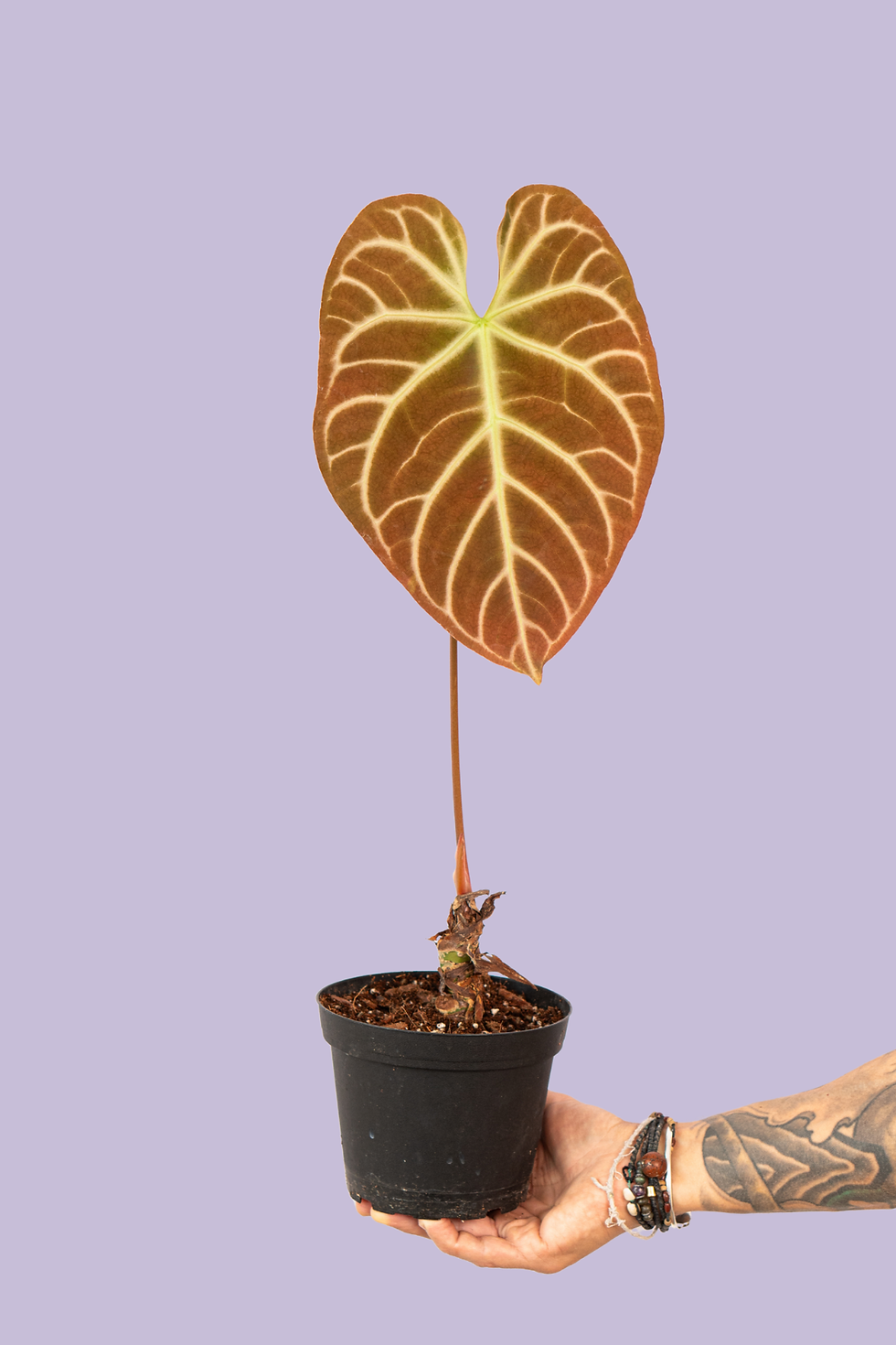 Anthurium Crystallinum x Regale