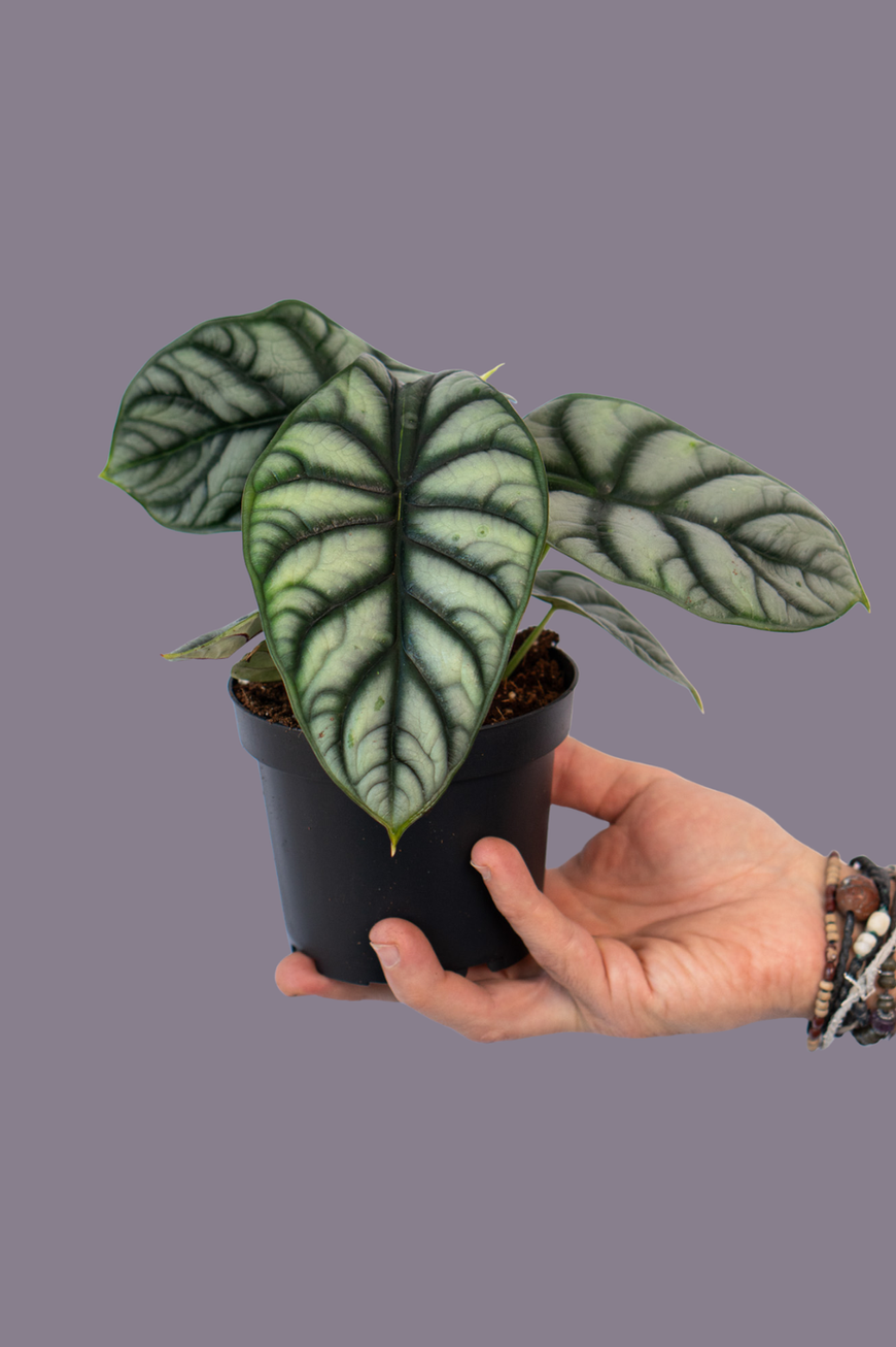 Alocasia Silver Dragon