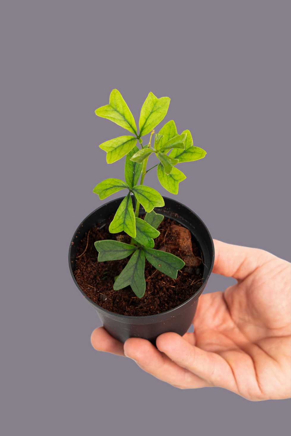 Schefflera
