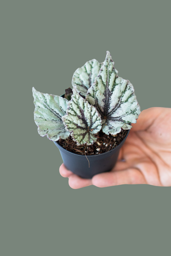 Begonia Dew Drops
