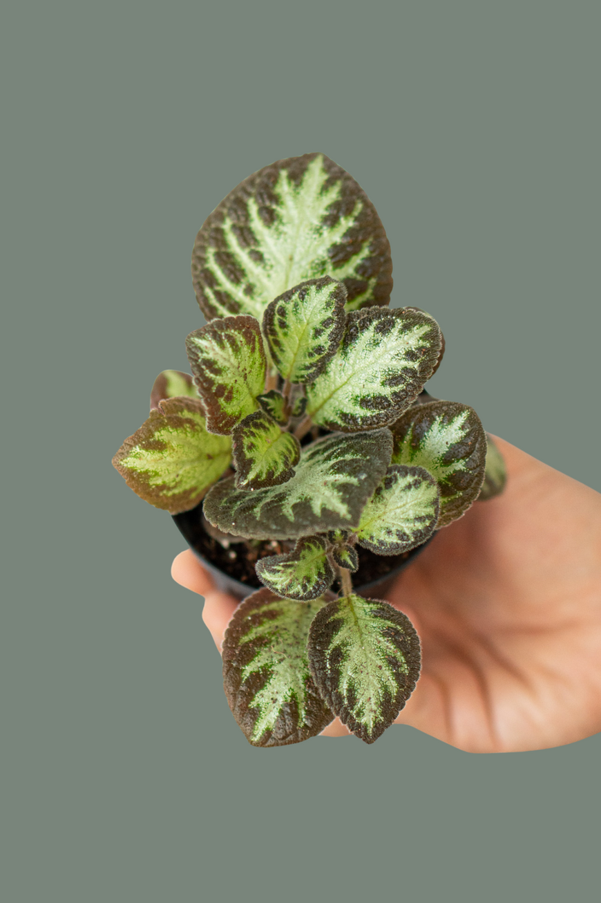 Episcia Cupreata Silver Shield