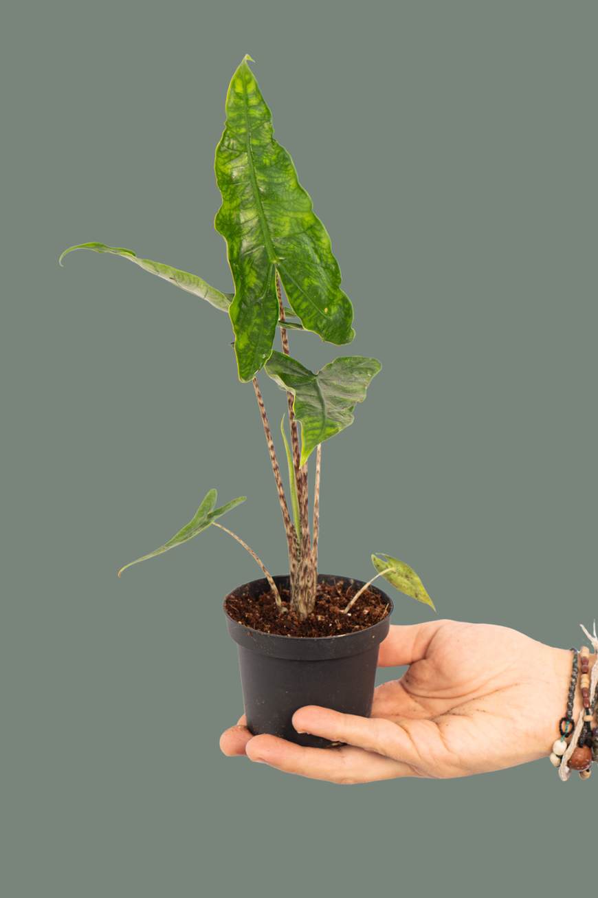Alocasia Zebrina Reticulata