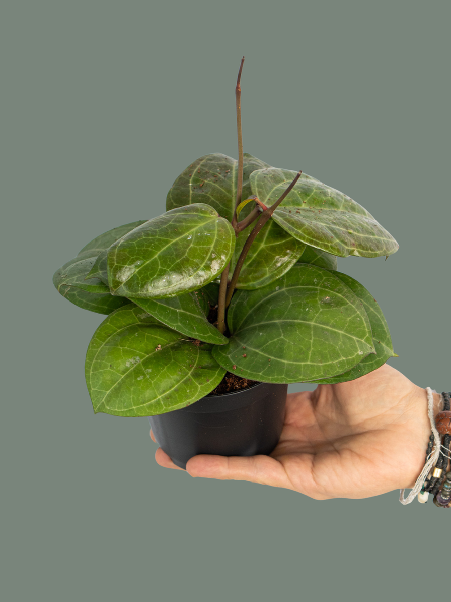 Hoya Finlaysonii Sarawak