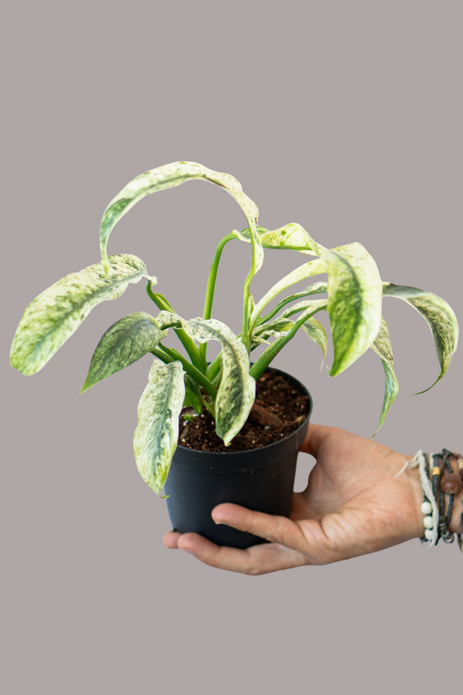 Rhaphidophora Puberula Variegata
