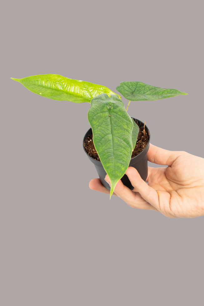 Alocasia Sulawesi Green Carpet