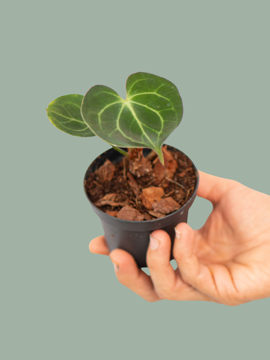 Anthurium Clarinervium