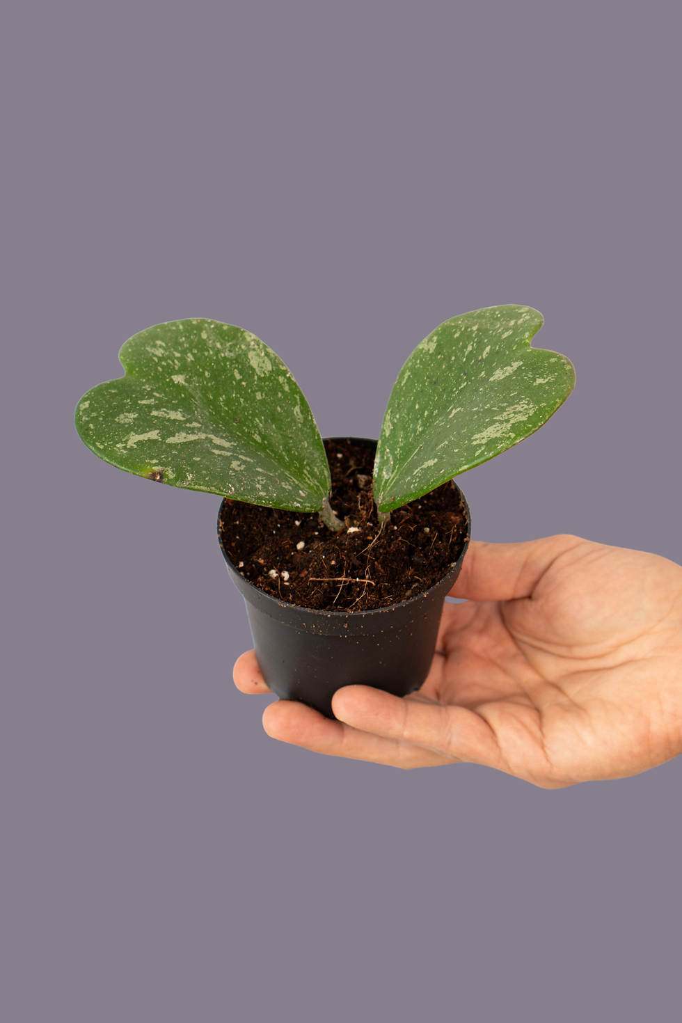 Hoya Kerrii Splash