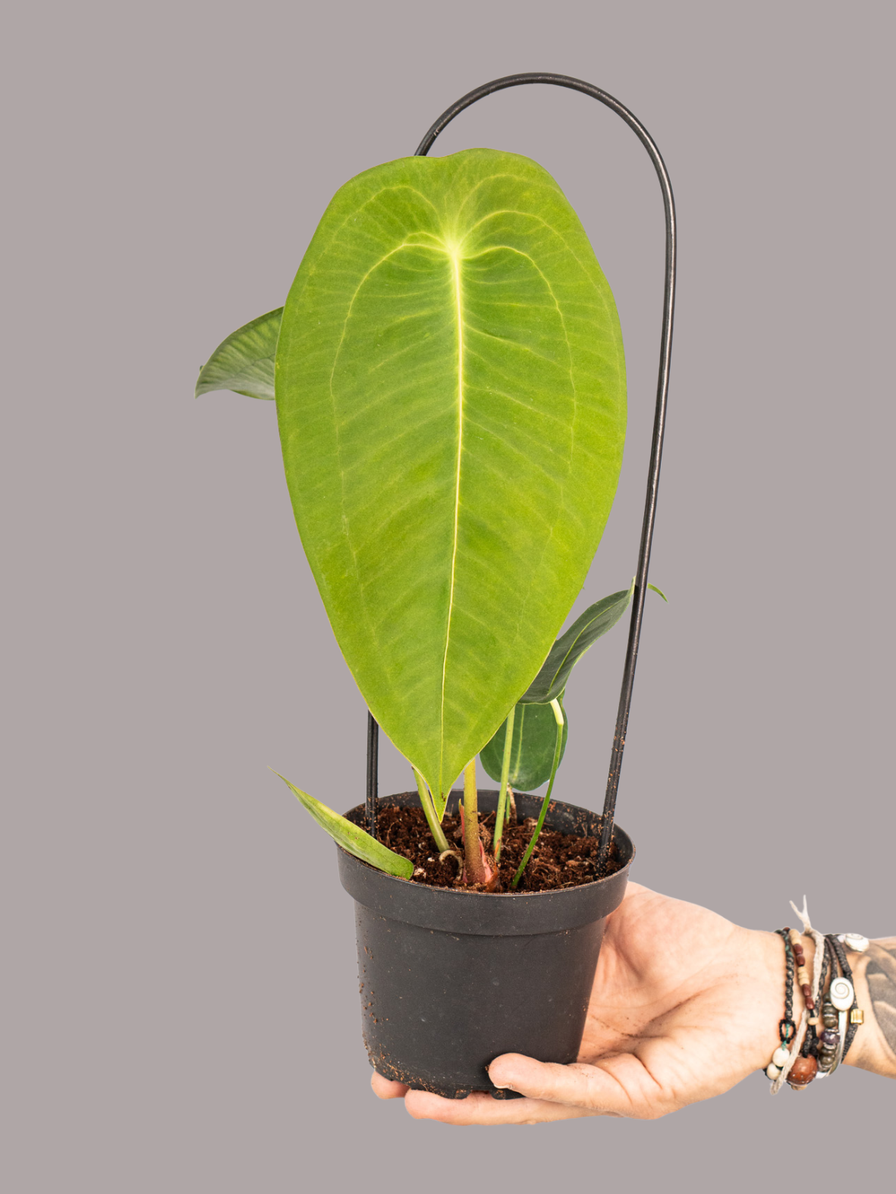 Anthurium Petigerum