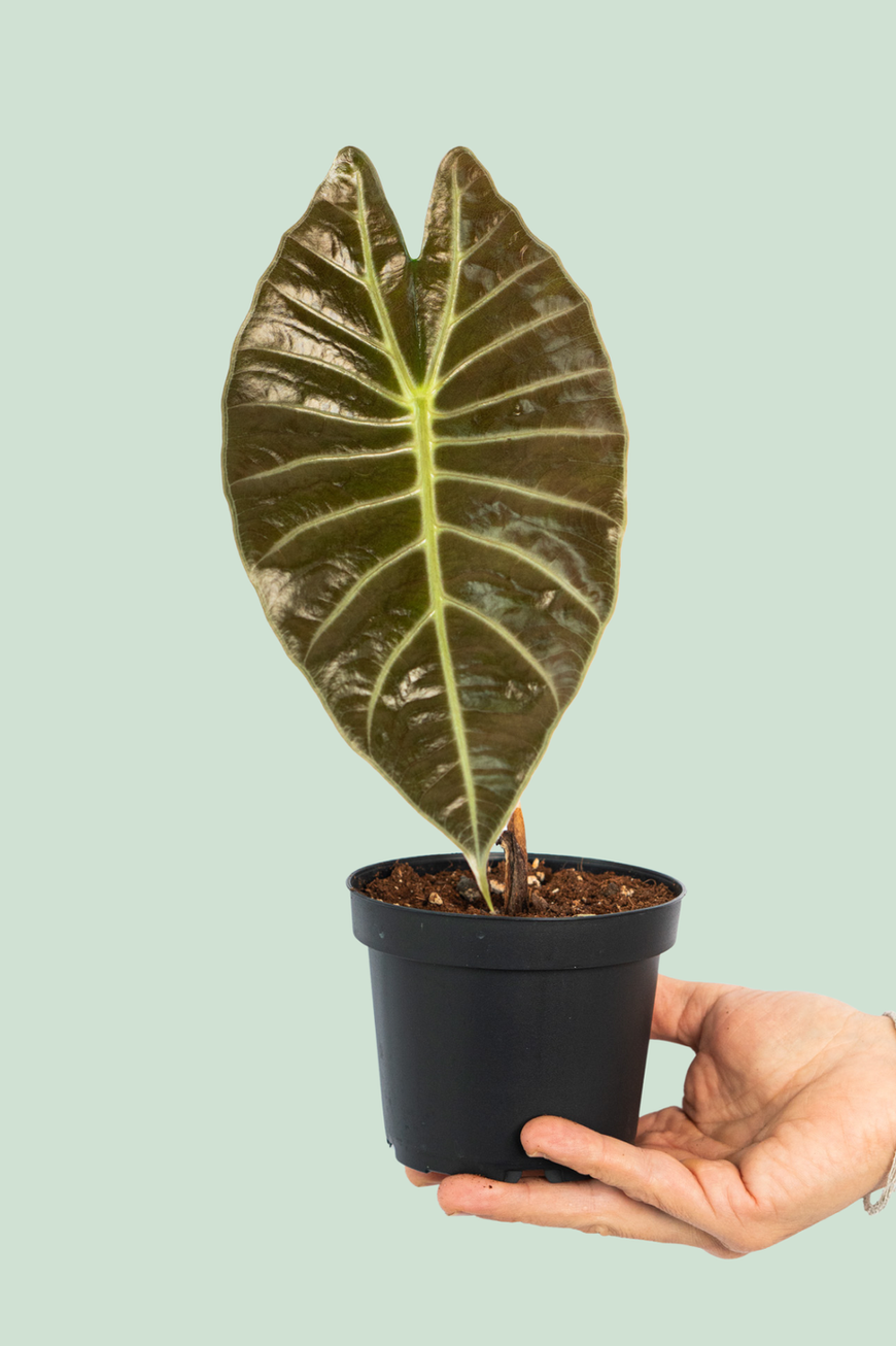 Alocasia Suhirmaniana Red Petiole