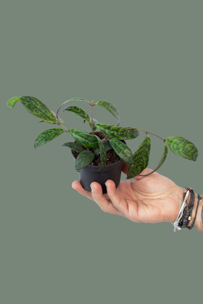 Aeschynanthus Marmoratus