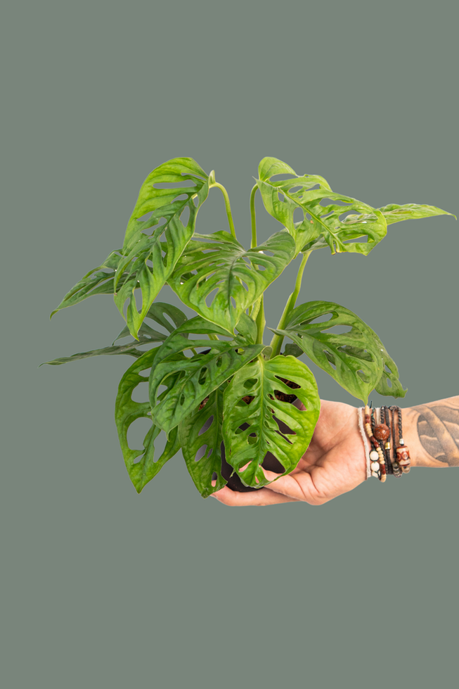 Monstera Adansonii