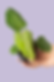Philodendron Gloriosum