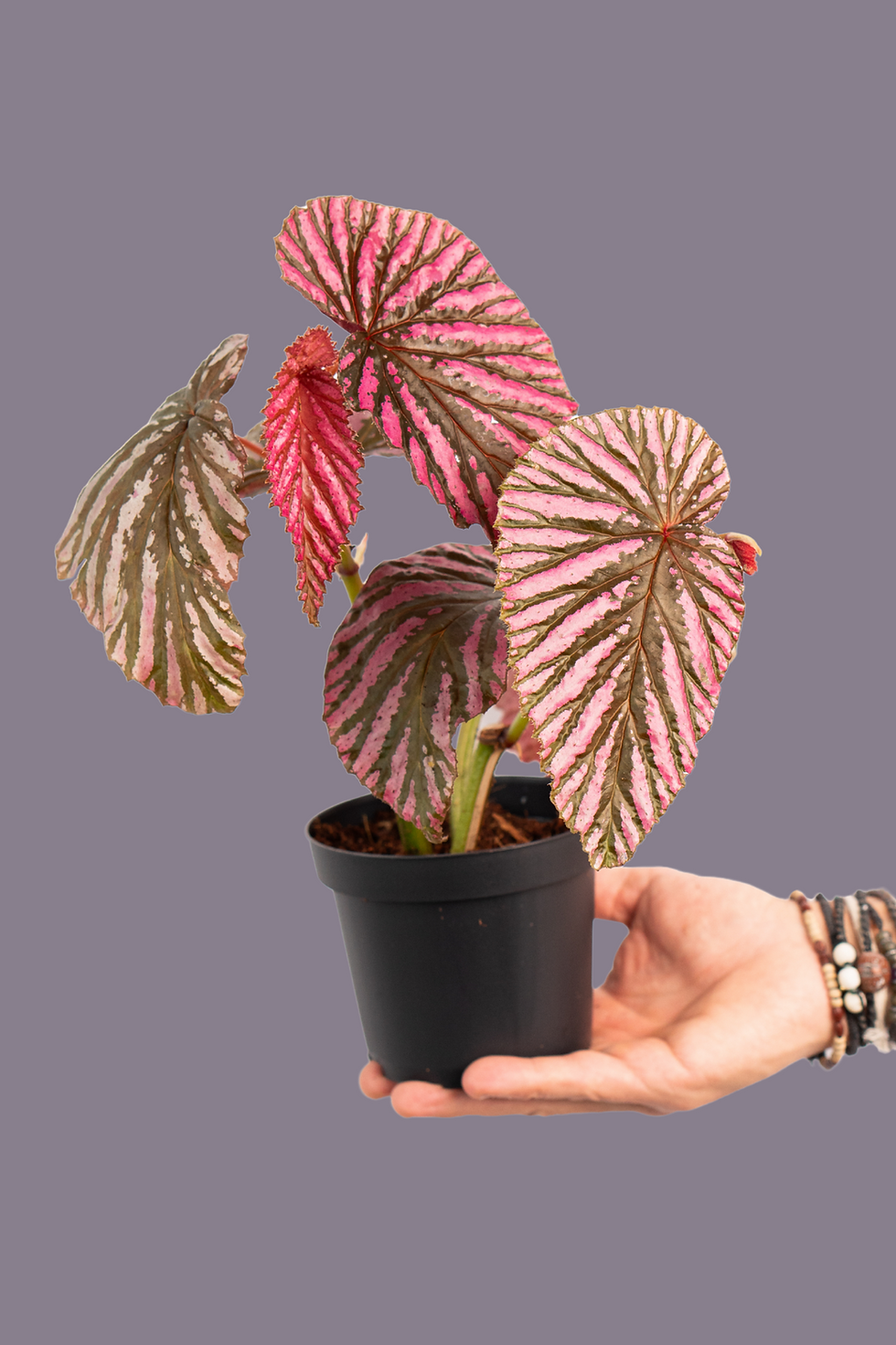 Begonia