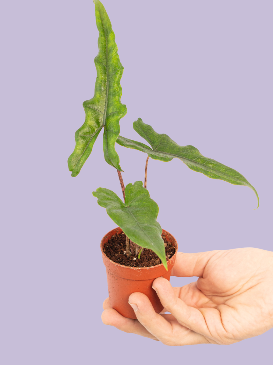 Alocasia Sabrina Narrow
