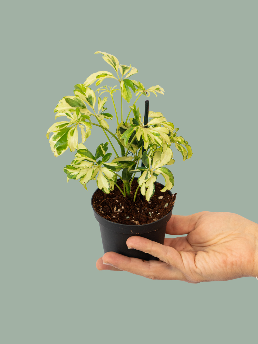 Schefflera Arboricola Janine