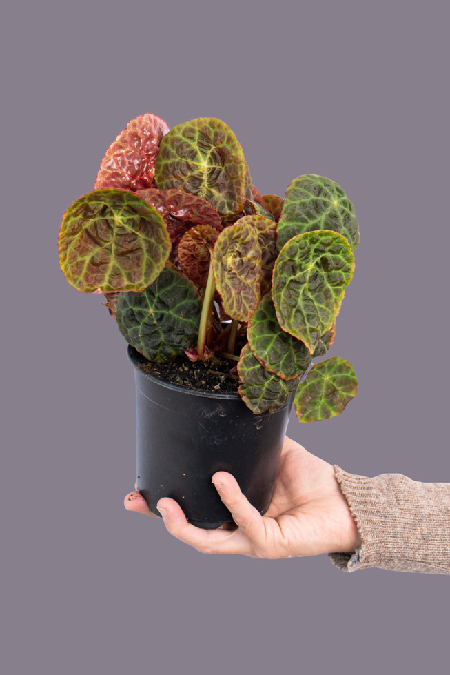 Begonia goegoensis