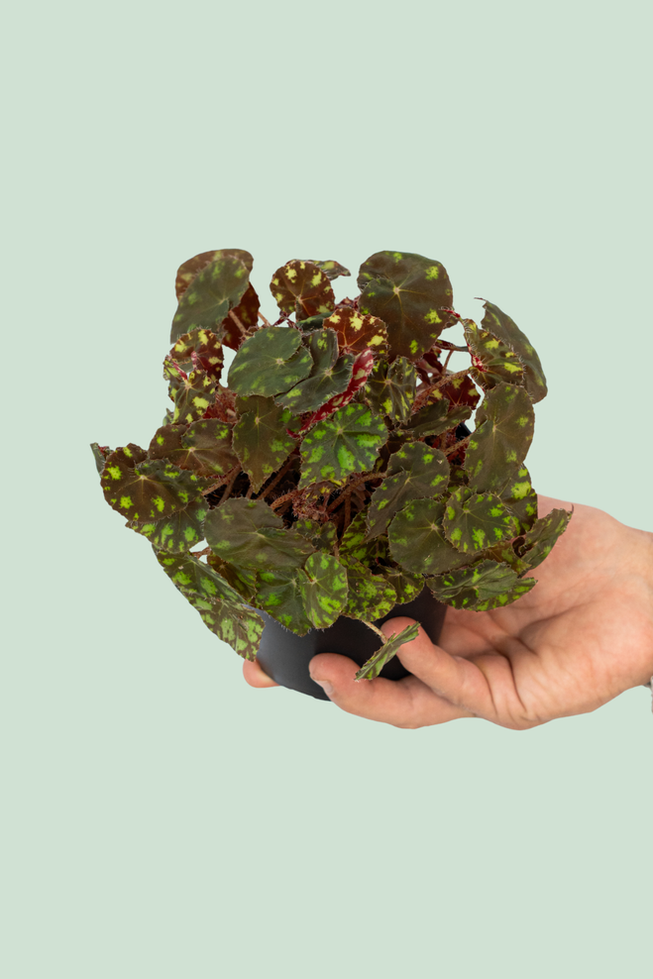 Begonia Bowerae Tiger