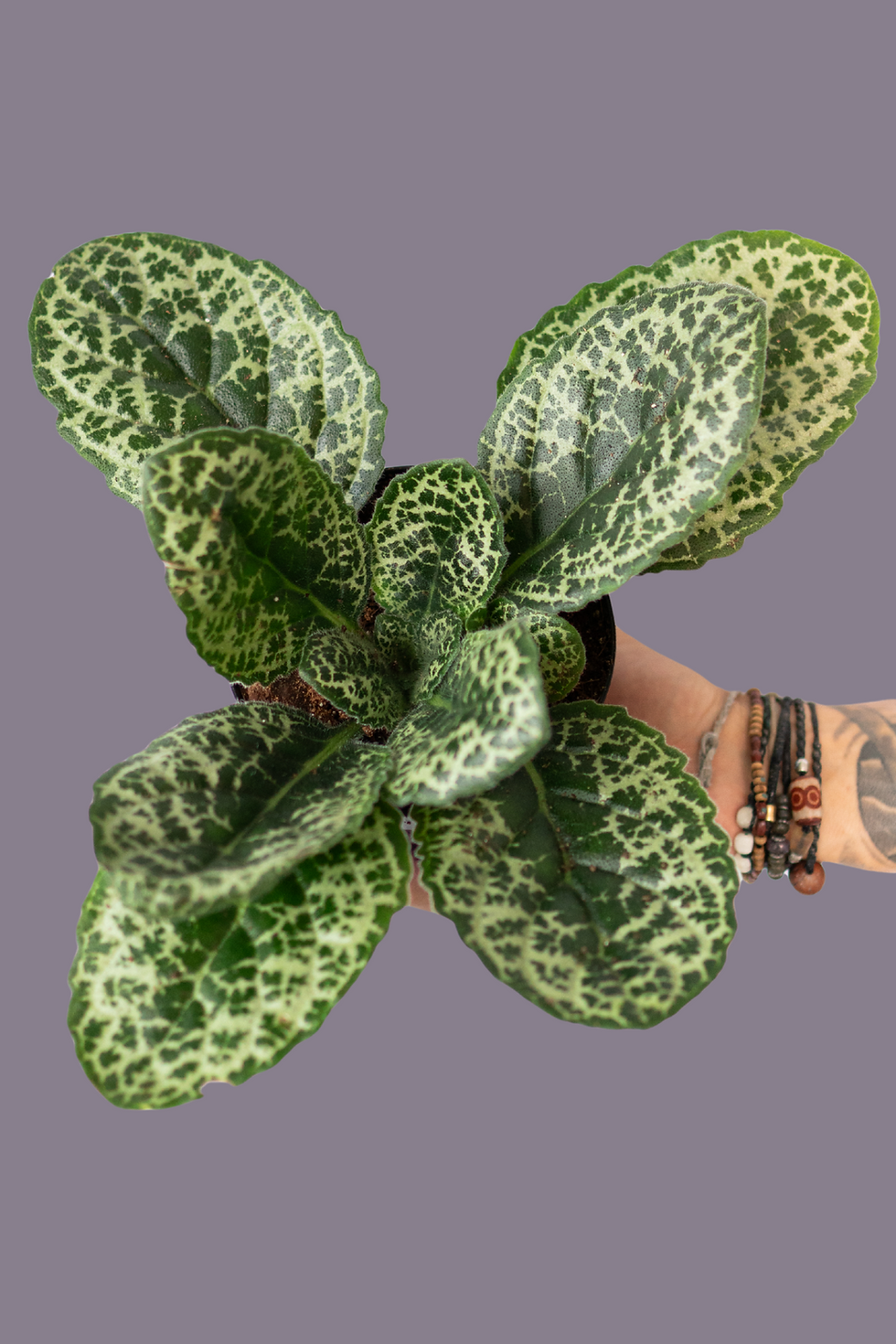 Streptocarpus Pretty Turtle