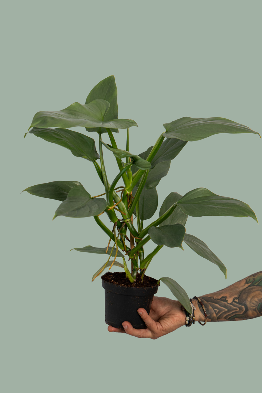Philodendron Hastatum Silver
