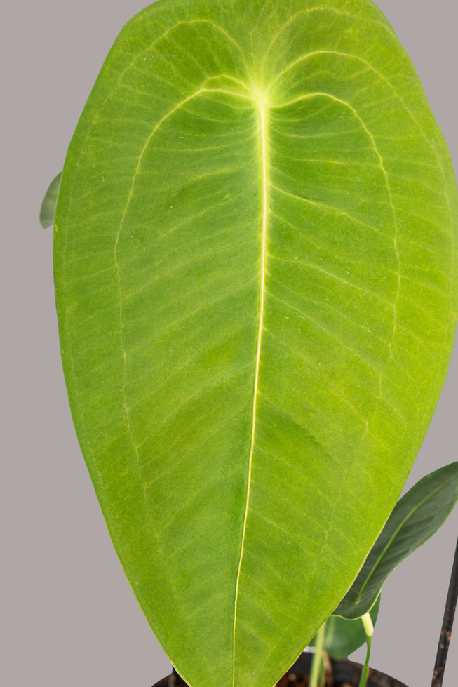 Anthurium Petigerum