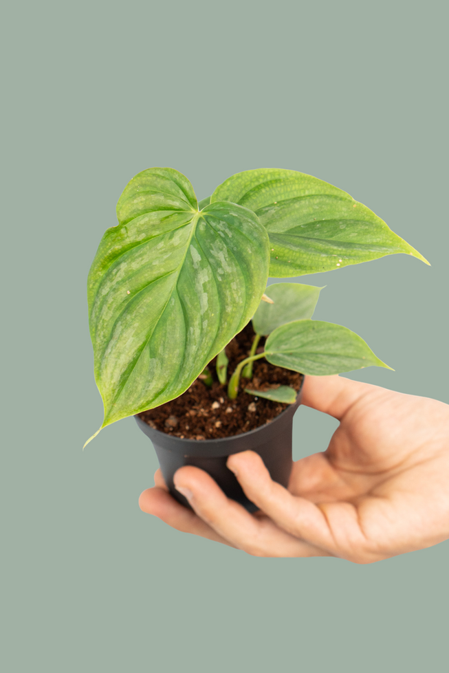 Philodendron Majestic