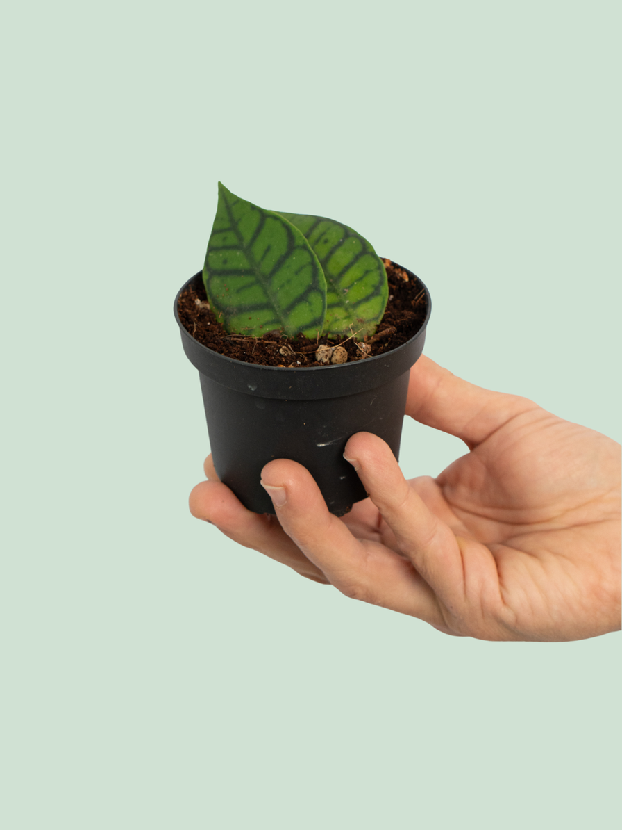 Hoya Callistophylla