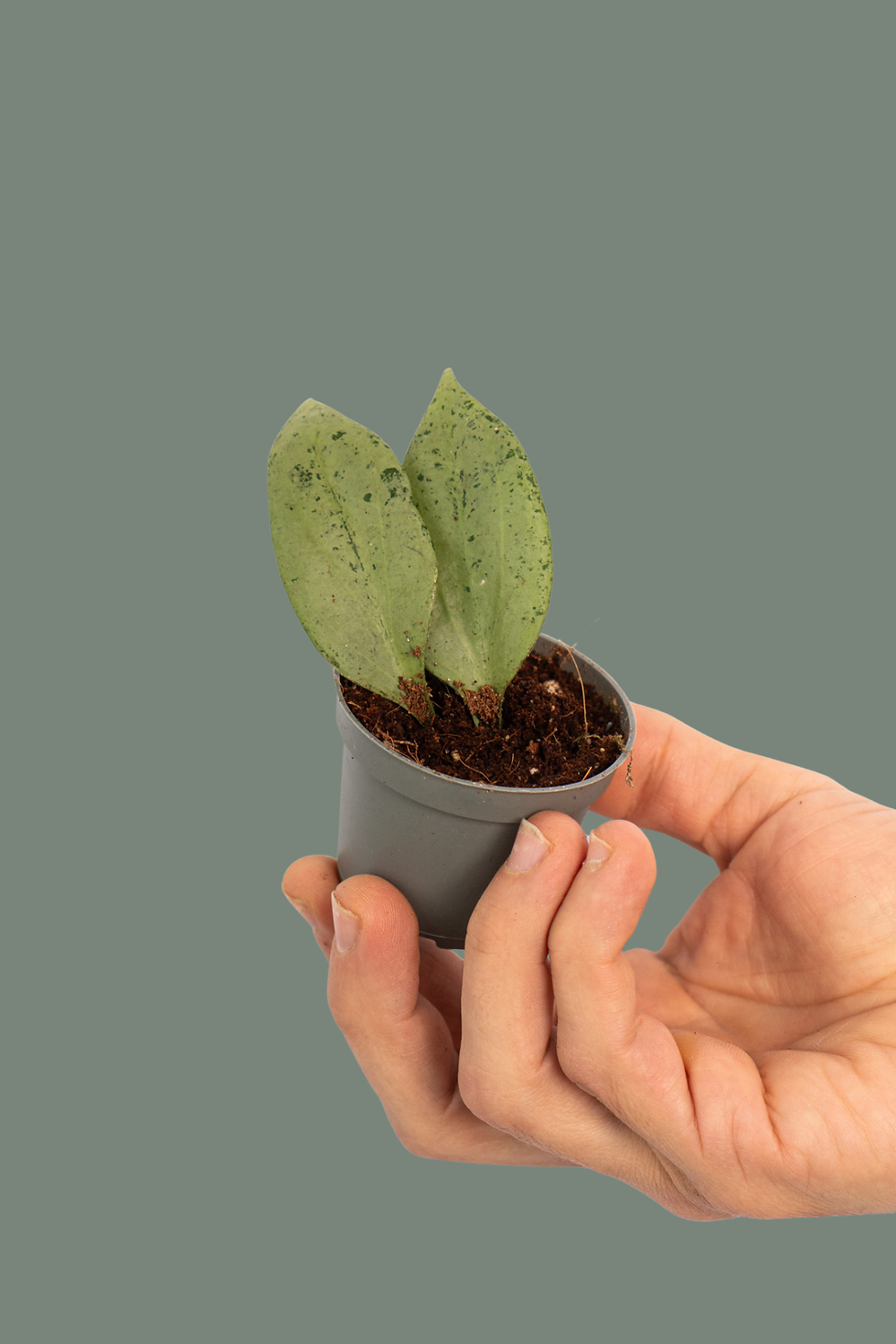 Hoya Nicholsoniae New Guinea Ghost