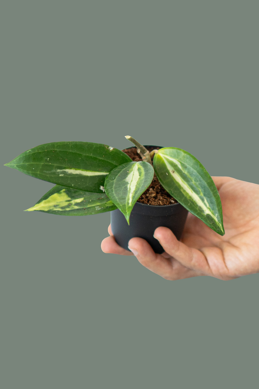 Hoya Latifolia pot of gold