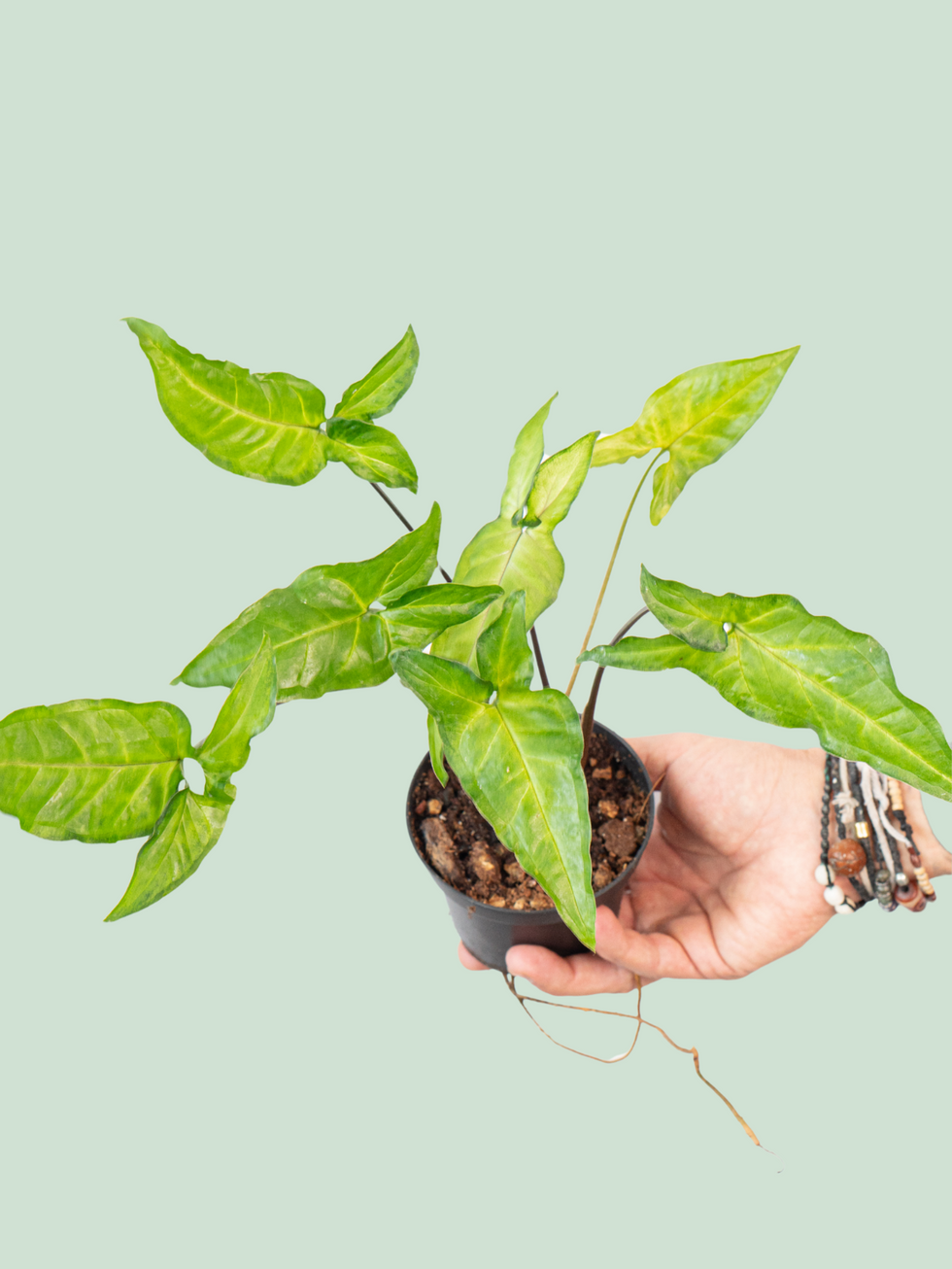 Syngonium Angustatum