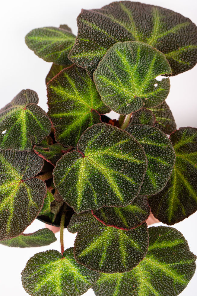 Begonia Soli Mutata