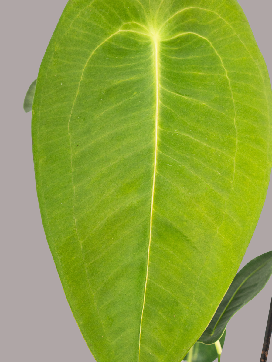 Anthurium Petigerum