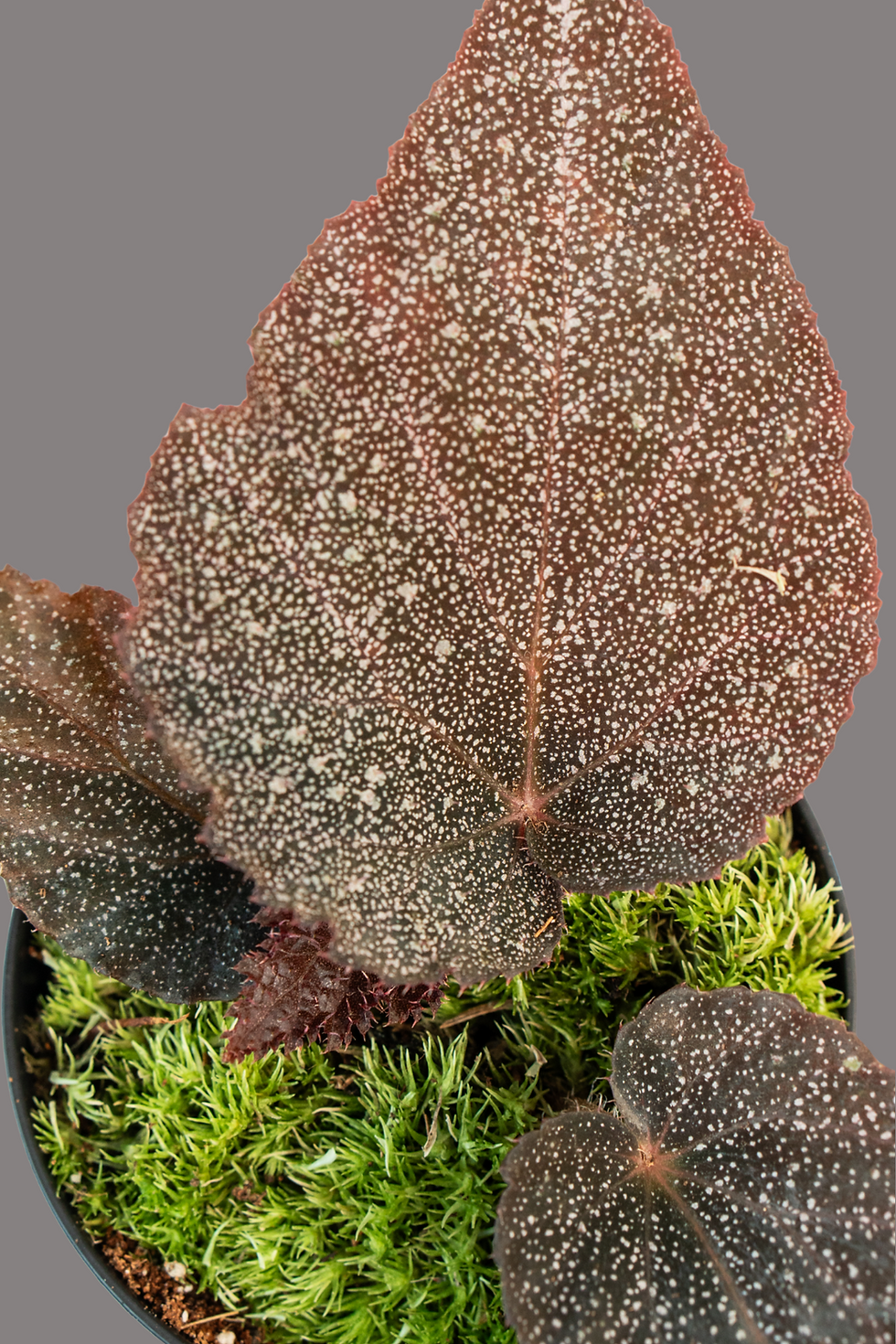 Begonia Taconite