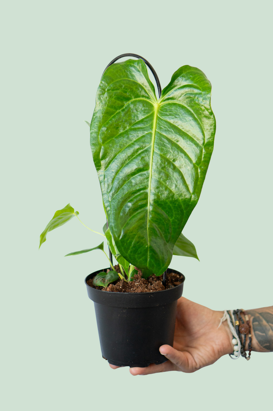 Anthurium Veitchii