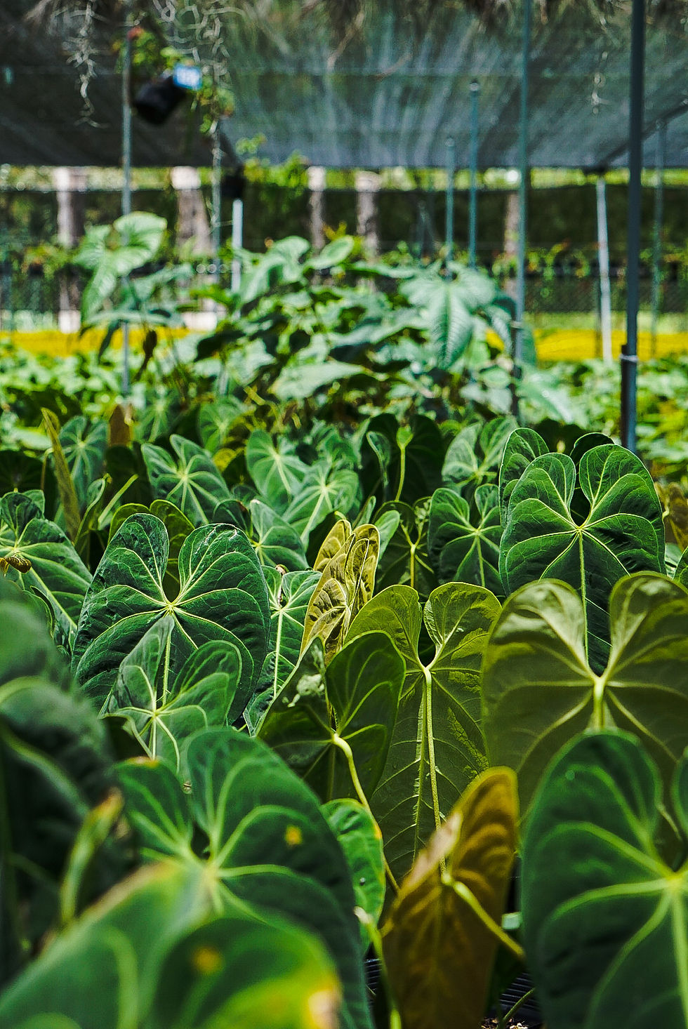 Anthurium