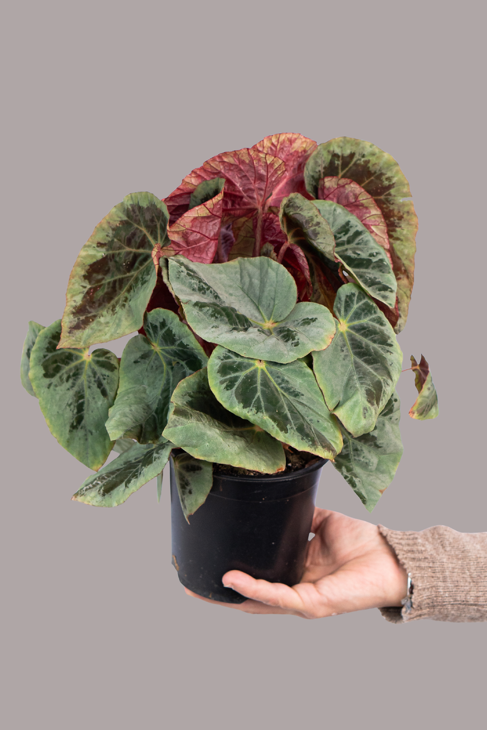 Begonia Burkillii