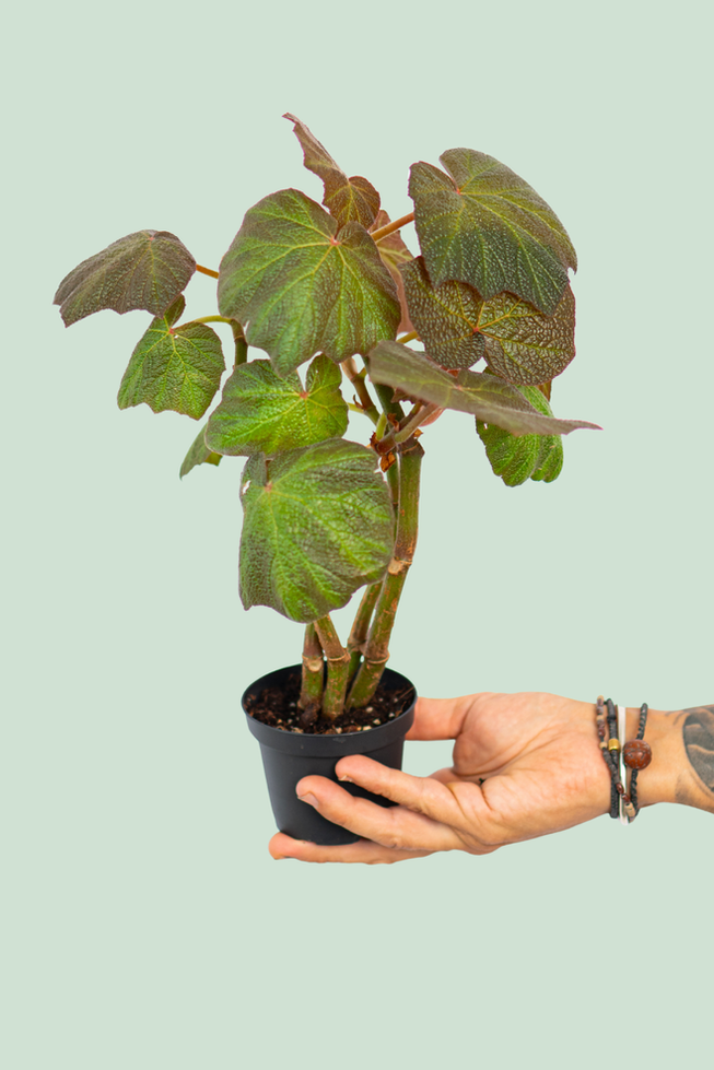 Begonia Brown Forest