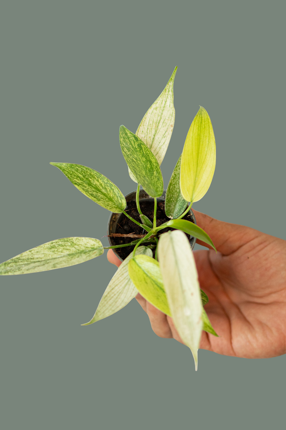 Philodendron Florida Ghost