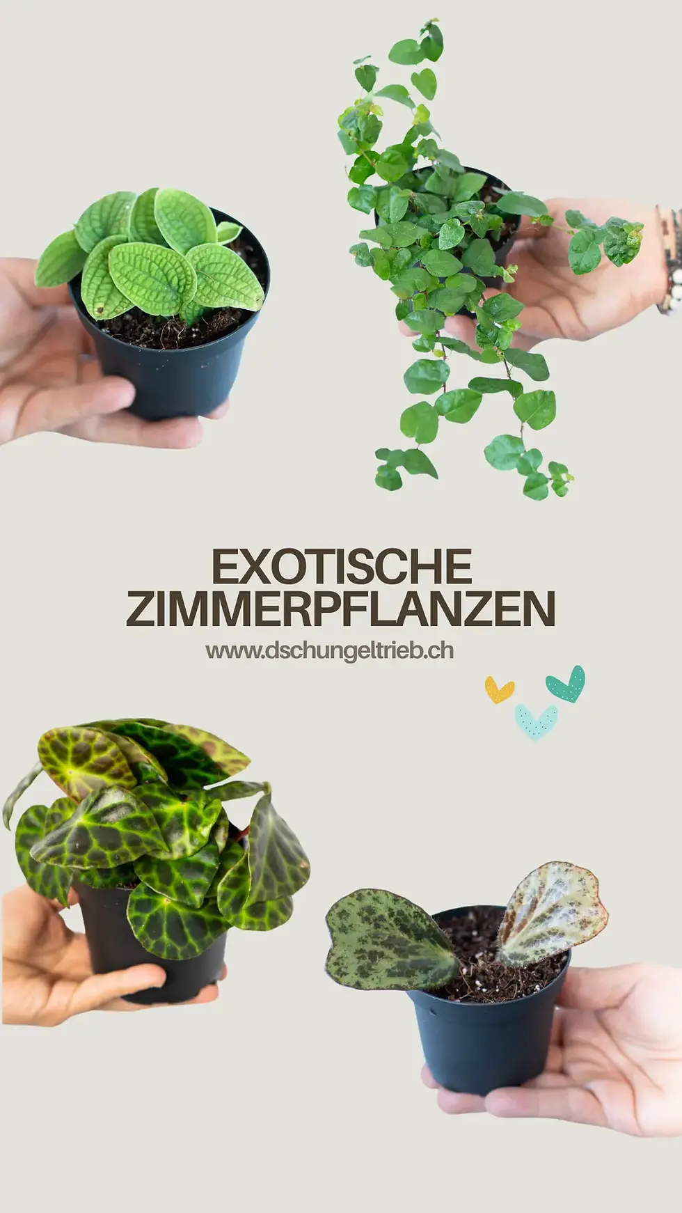 Exotischer Restock (1).webp