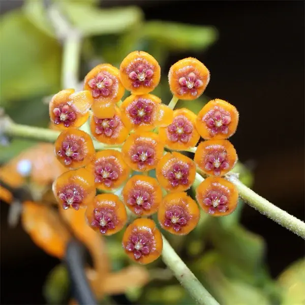 Hoya Endauensis