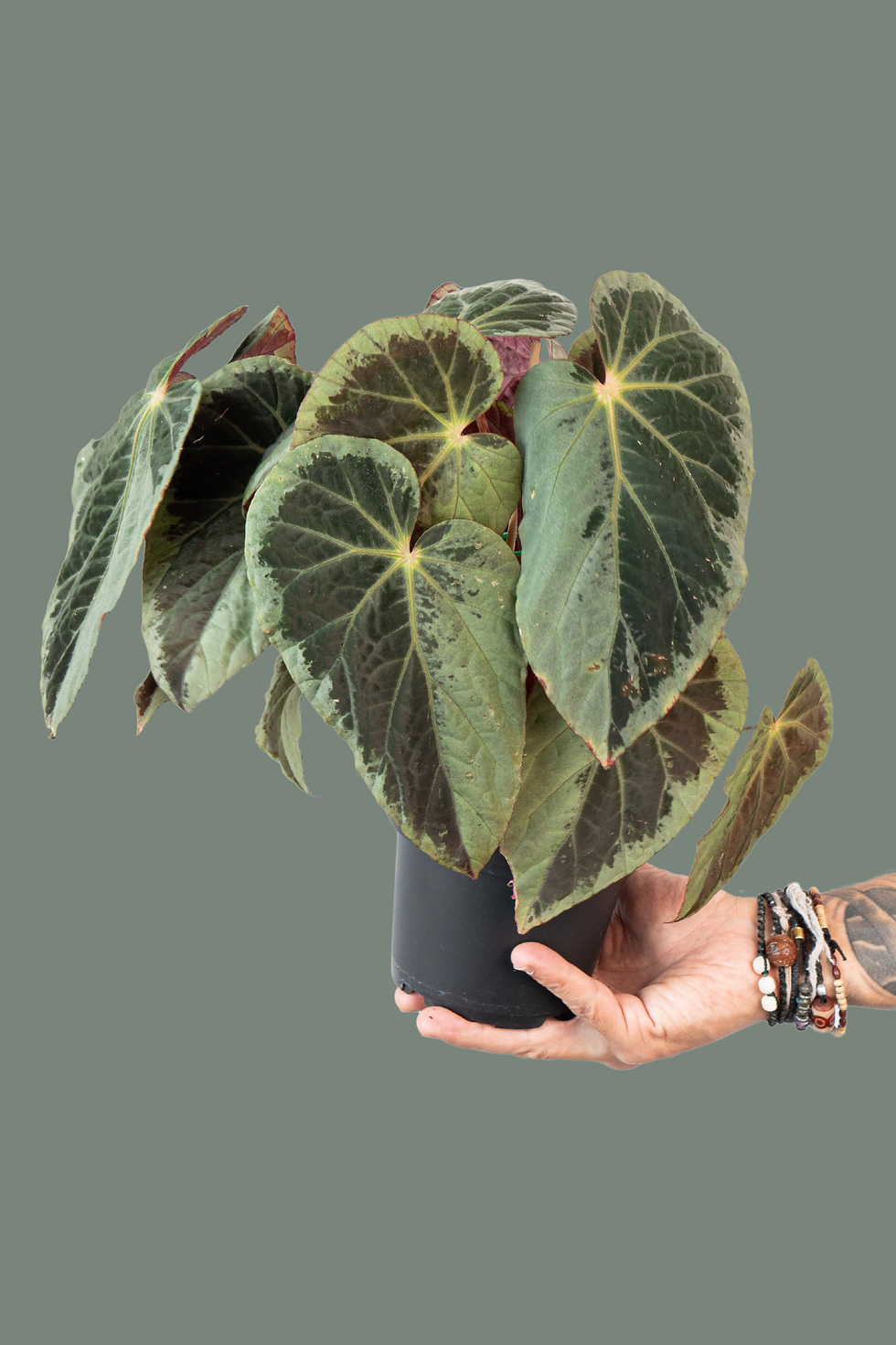 Bergonia