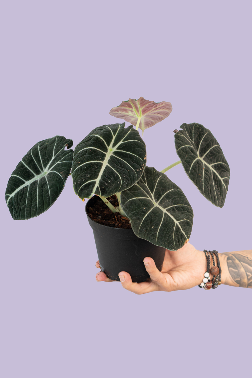 Alocasia Black Velvet