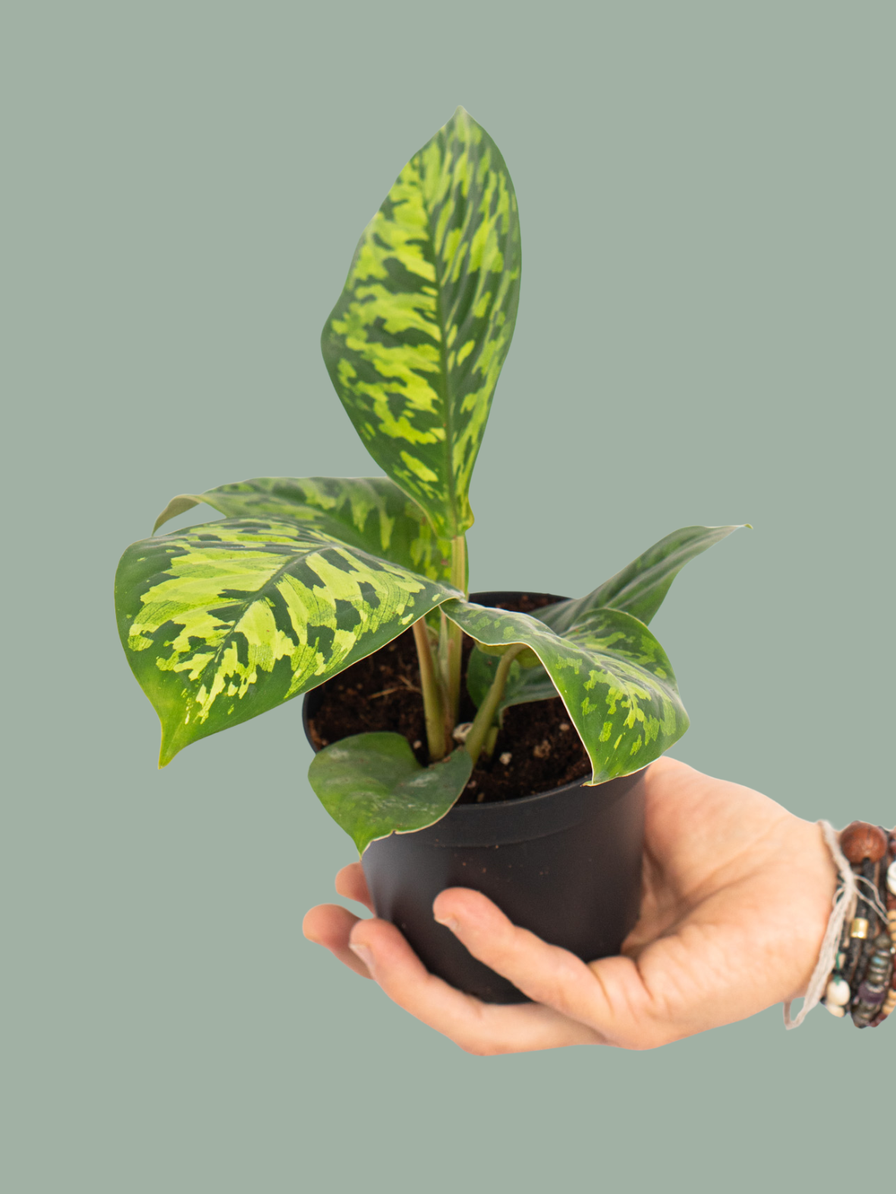 Homalomena Camouflage