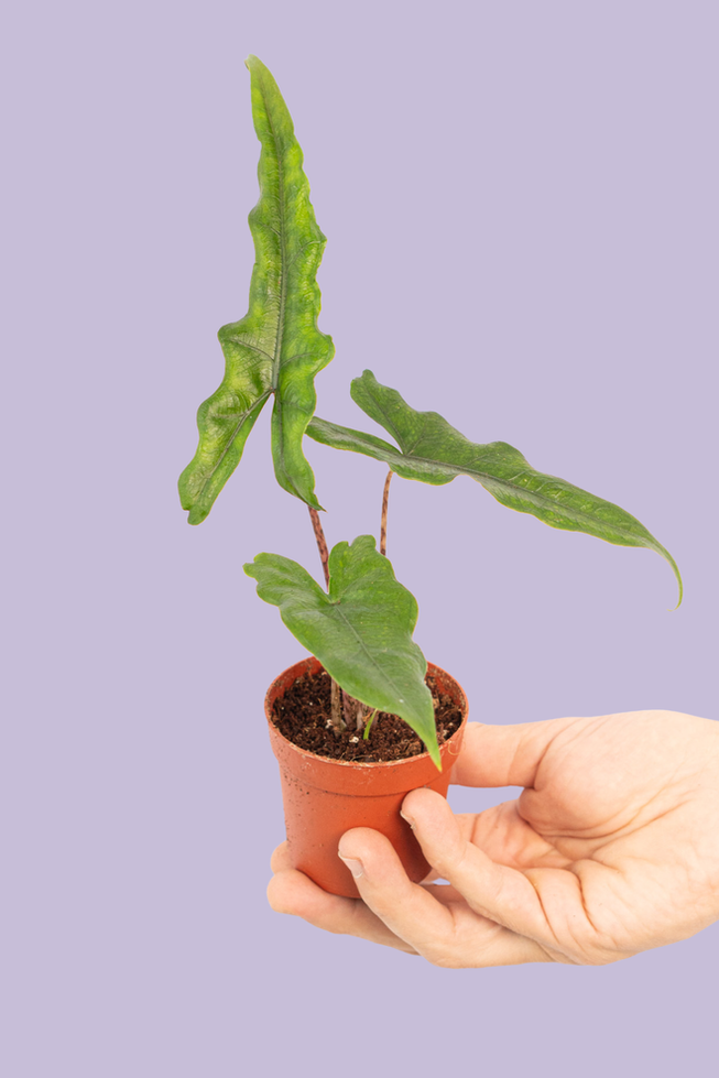 Alocasia Sabrina Narrow