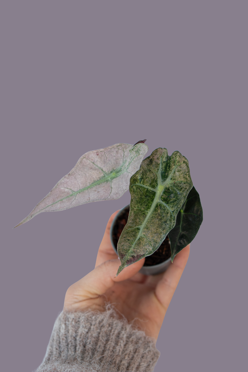 Alocasia Polly Variegata