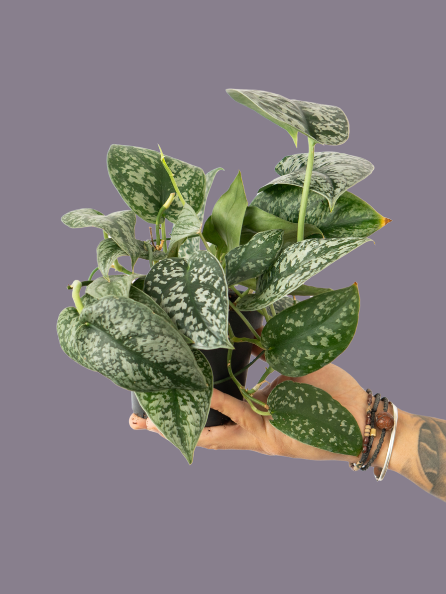 Scindapsus Sp Kalimantan