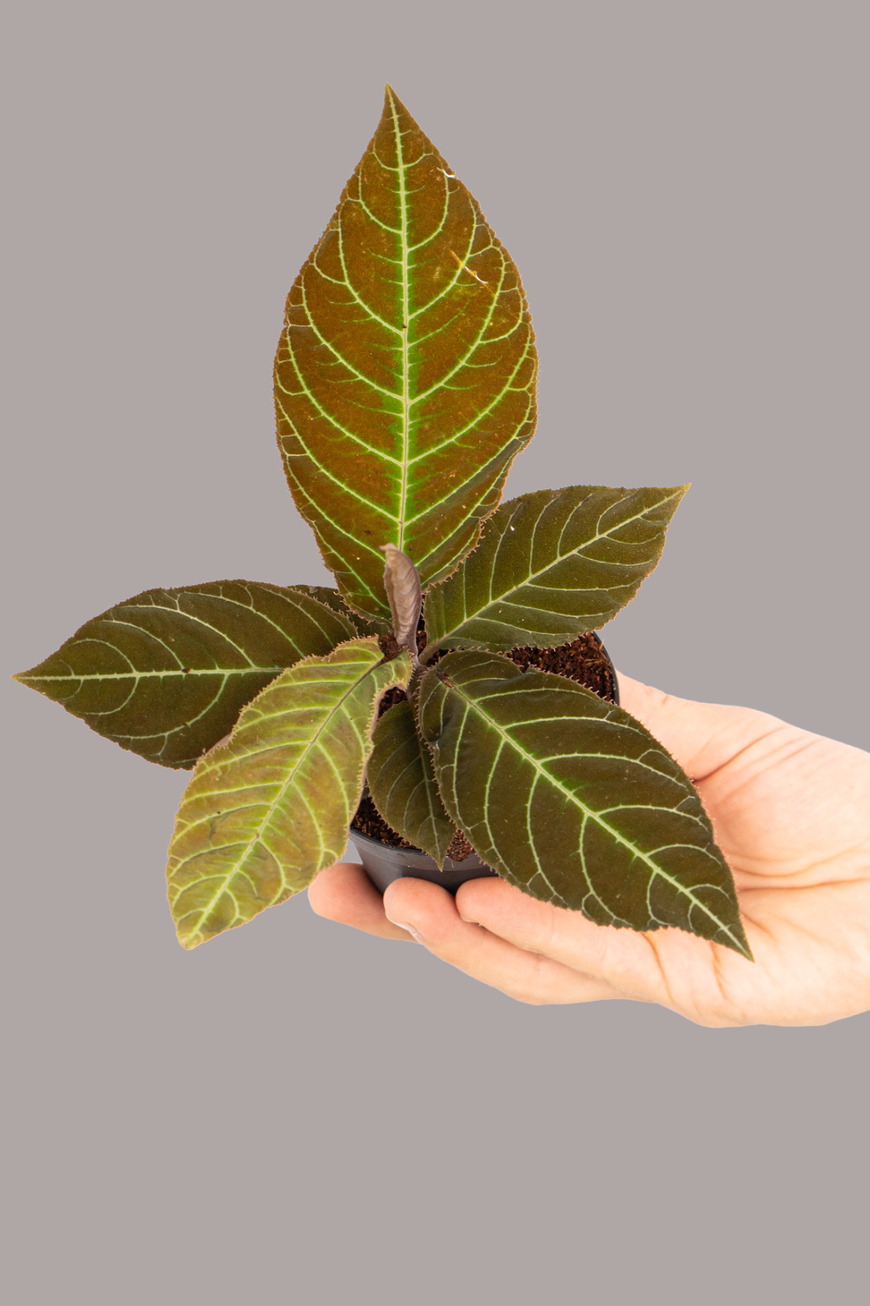 Alpinia Gigantifolia