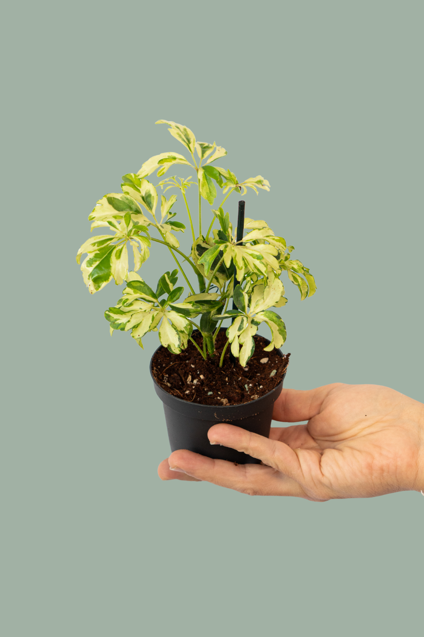 Schefflera Arboricola Janine