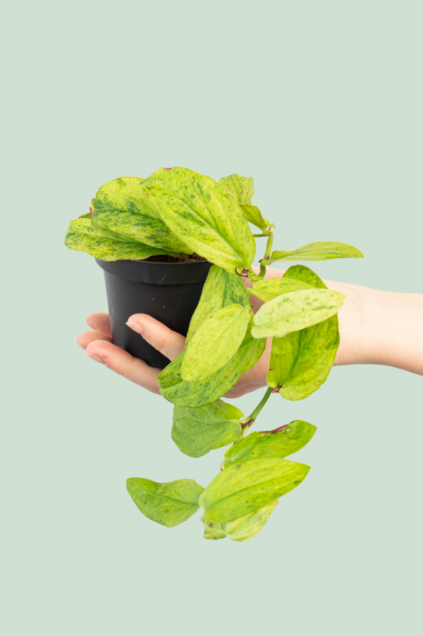 Rhaphidophora Korthalsii Marble Aurea