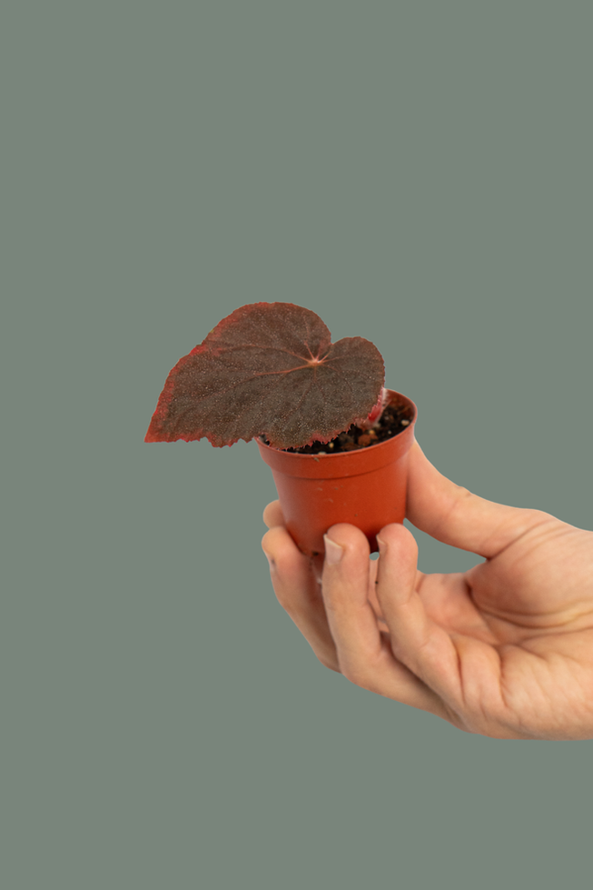 Begonia Taconite