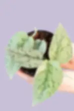 5.webp